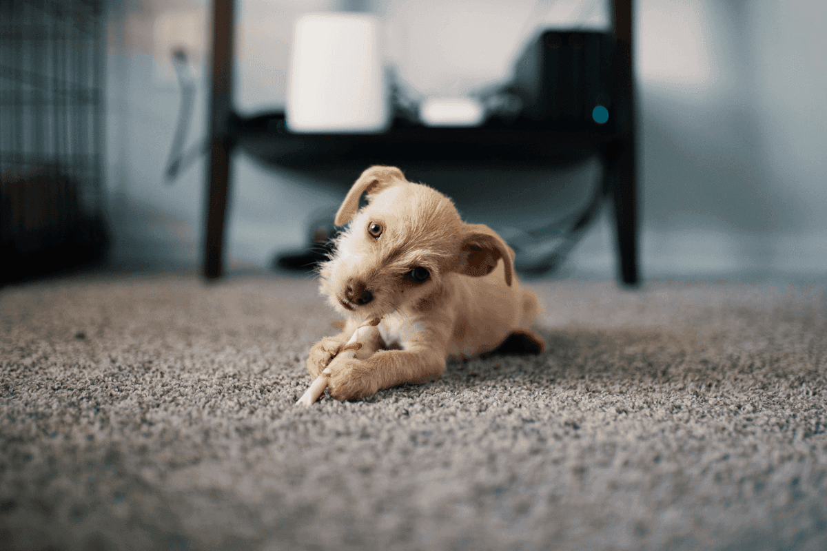 Pet Odor & Stain Removal in Spring, TX